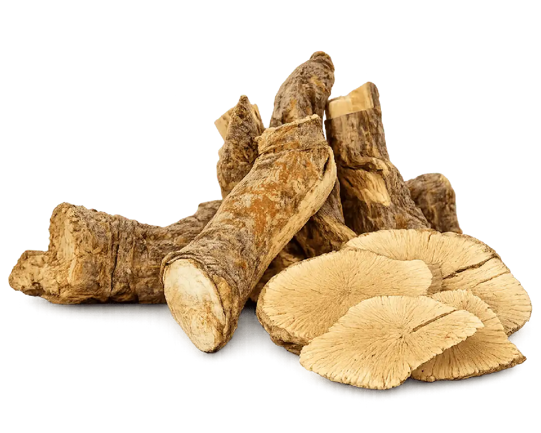 Tongkat Ali root extract — Eurycoma longifolia, Malaysian Ginseng