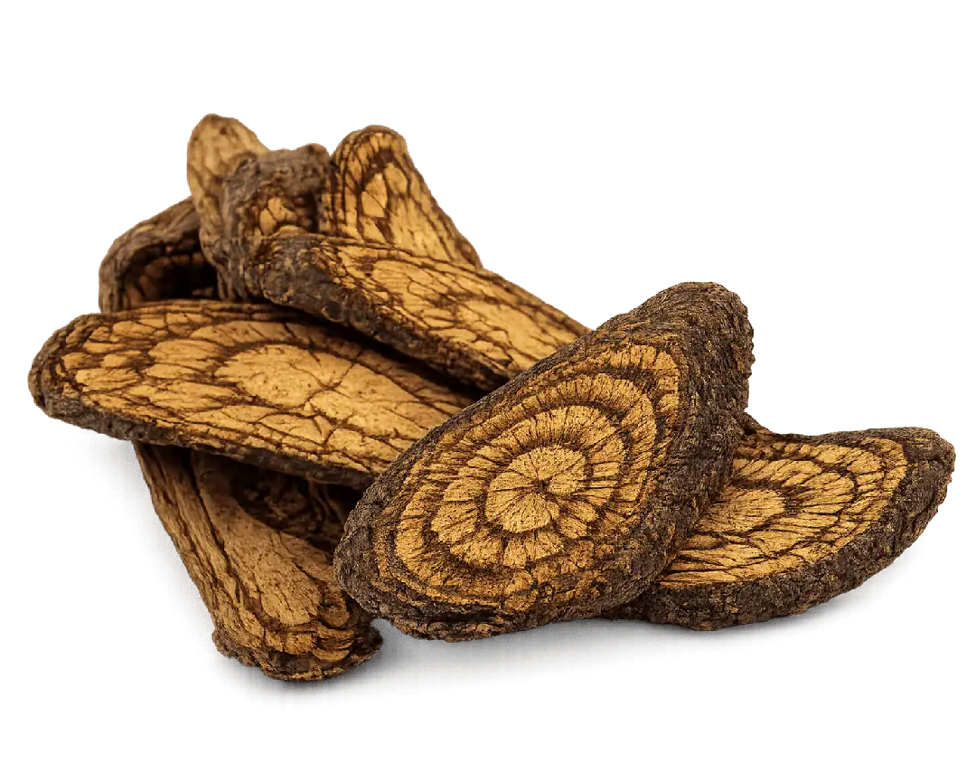 Ficus foveolata root extract — Makua Khun climbing fig