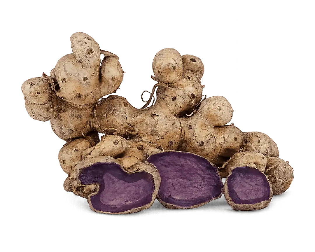 Black Ginger root extract — Kaempferia parviflora, Krachai Dum