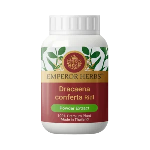 Dracaena Conferta Ridl. Powder Extract 60g. EMPEROR HERBS®