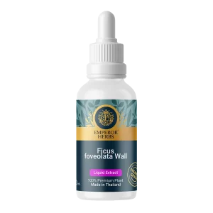 Ficus foveolata Wall Liquid Extract 30 ml. (High Concentration) EMPEROR HERBS®