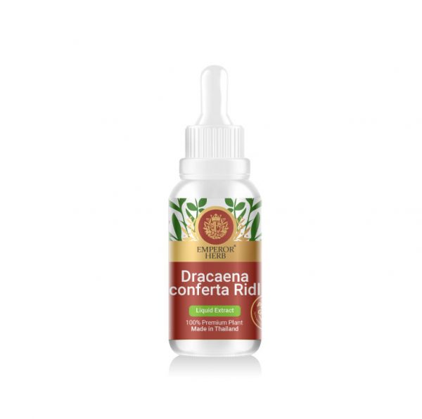 Dracaena conferta Ridl. Liquid Extract 30 ml.