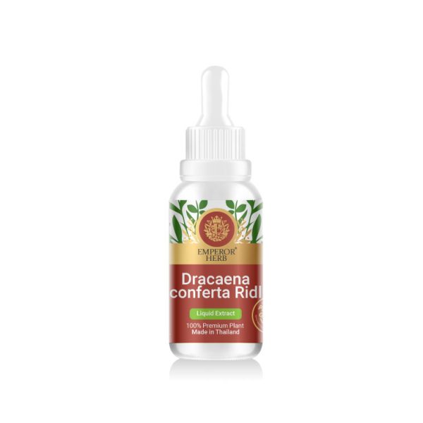 Dracaena conferta Ridl. Liquid Extract 30 ml. (High Concentration) EMPEROR HERBS®